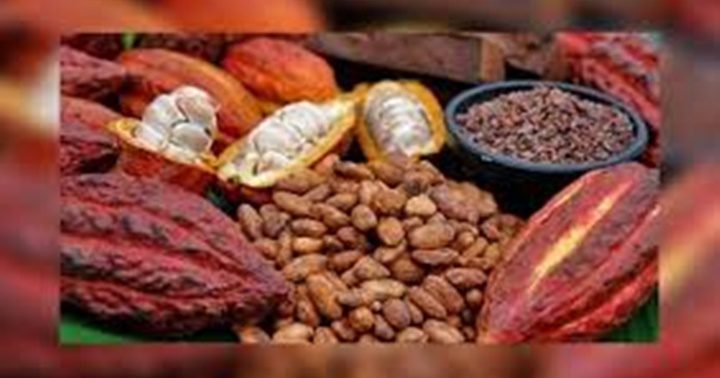 Cacao