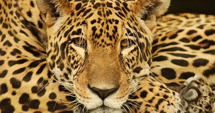 Ejemplar de jaguar en el santuario de Ambue Ari en Bolivia. La Convención de Comercio Internacional de Especies (CITES) solicitó un estudio para evaluar el tráfico ilegal en toda América latina