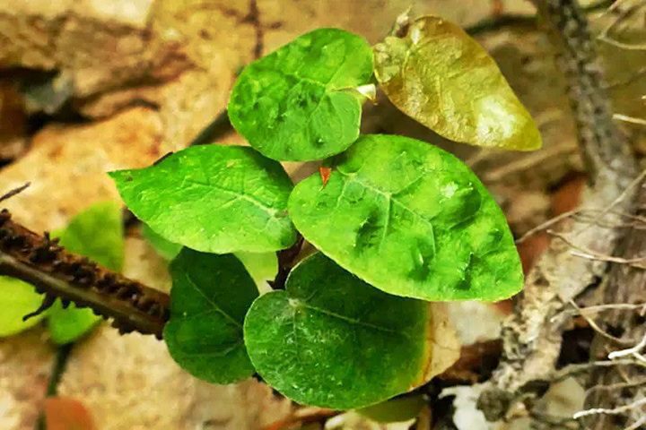 La observación del ficus trepador, Ficus pumila, en el invernadero tropical permite comprobar explicaciones de Darwin sobre las trepadoras. Su peso hace que se desprenda de la pared y caiga, al contrario que las plantas con zarcillos. Jaime Güemes, Author provided