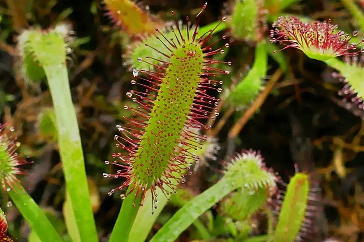 Darwin estudió durante 15 años decenas de especies de carnívoras, entre ellas, la drosera de El Cabo, Drosera capensis, observando los insectos que cubrían sus hojas. Jaime Güemes, Author provided