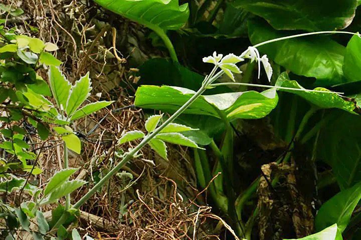 Las plantas trepadoras con zarcillos, como la parra de hoja de castaño, Tetrastigma voinierianum, son más eficientes trepando que las que se fijan mediante raicillas. Jaime Güemes, Author provided