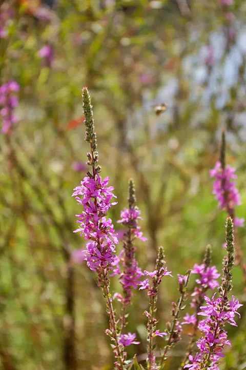 La salicaria, Lythrum salicaria, hace flores de tres tipos y Darwin explicó por qué: forzar la polinización cruzada y facilitar procesos evolutivos. Emili Laguna, Author provided