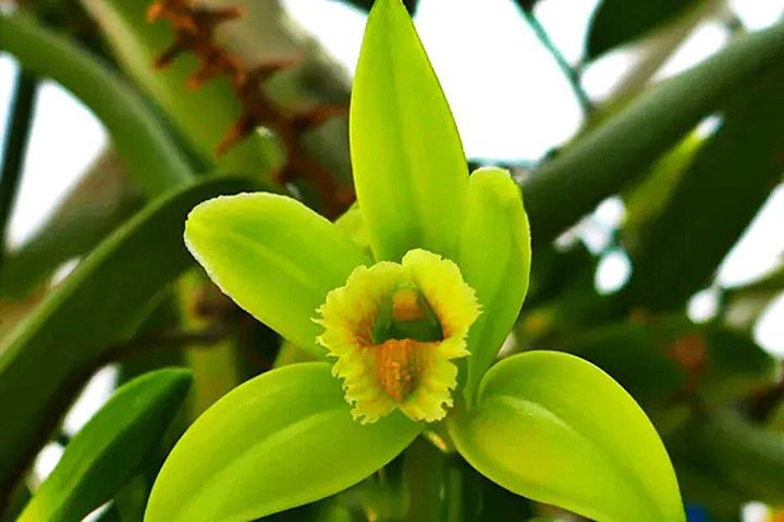 La vainilla, Vanilla planifolia, produce sus aromáticas vainas solo si es polinizada por insectos de las selvas tropicales originales de México. De lo contrario, se debe hacer una polinización manual. Darwin explicaba los porqués. Jaime Güemes, Author provided