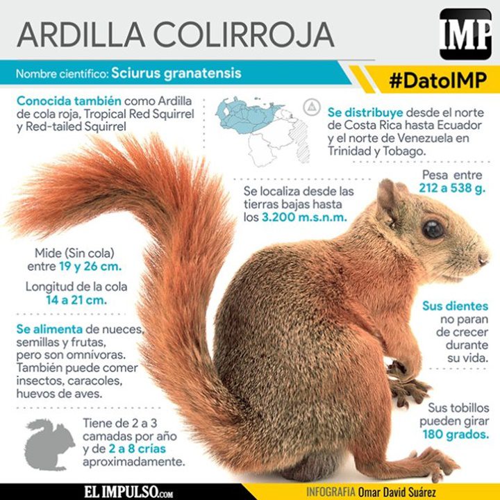 Ardilla-colirroja