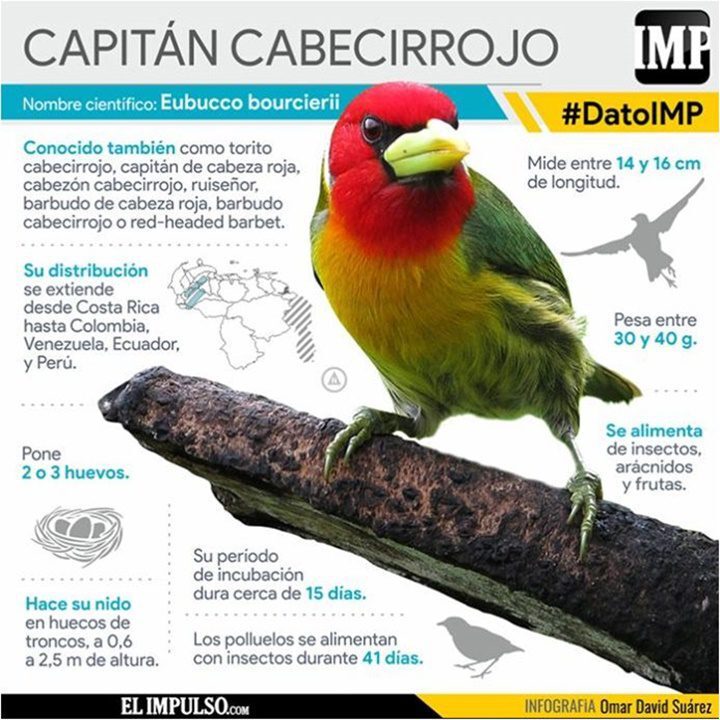 El-Capitan-Cabecirrojo-1