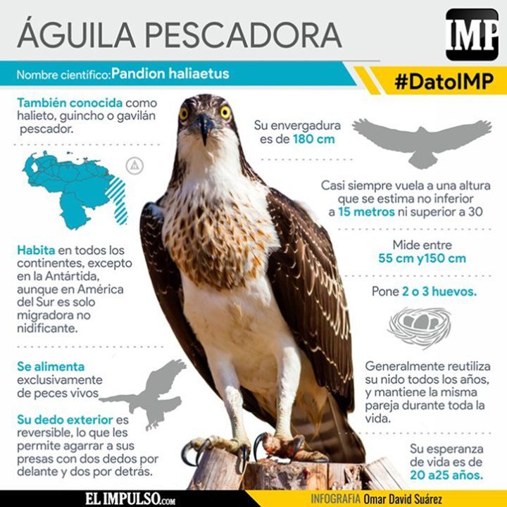 El aguila pescadora