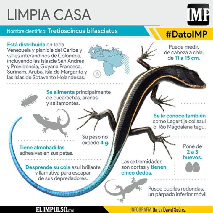 El limpia casa