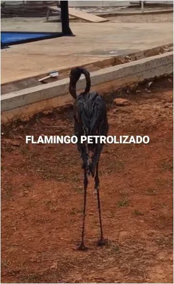 Flamenco cubierto de petroleo 1