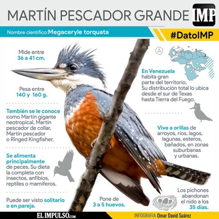 El martin pescador