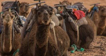 El lugar donde se arrodillan los camellos, por Gonçalo M. Tavares