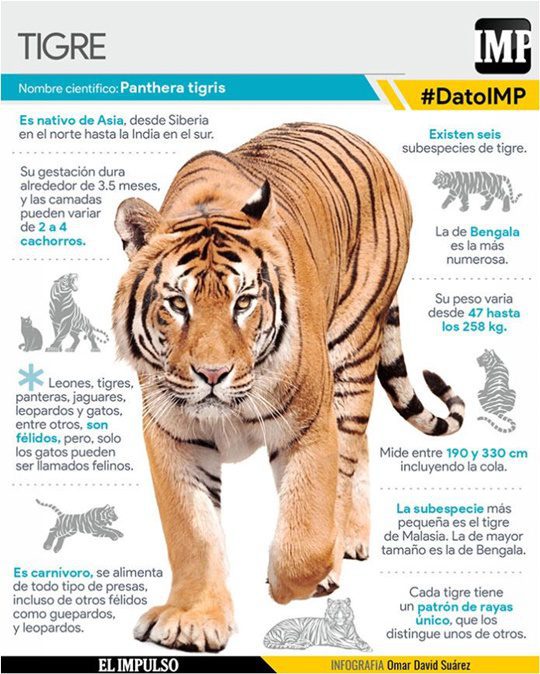 Tigre