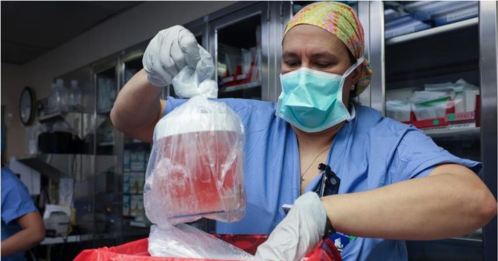 Riñón de cochino a un humano