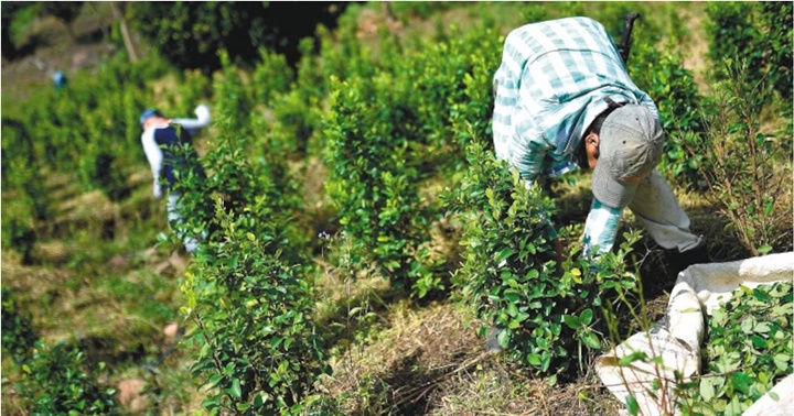 Sembradíos de coca Colombia