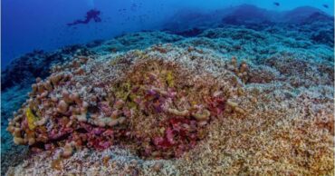 Océano Pacífico coral más grande del mundo